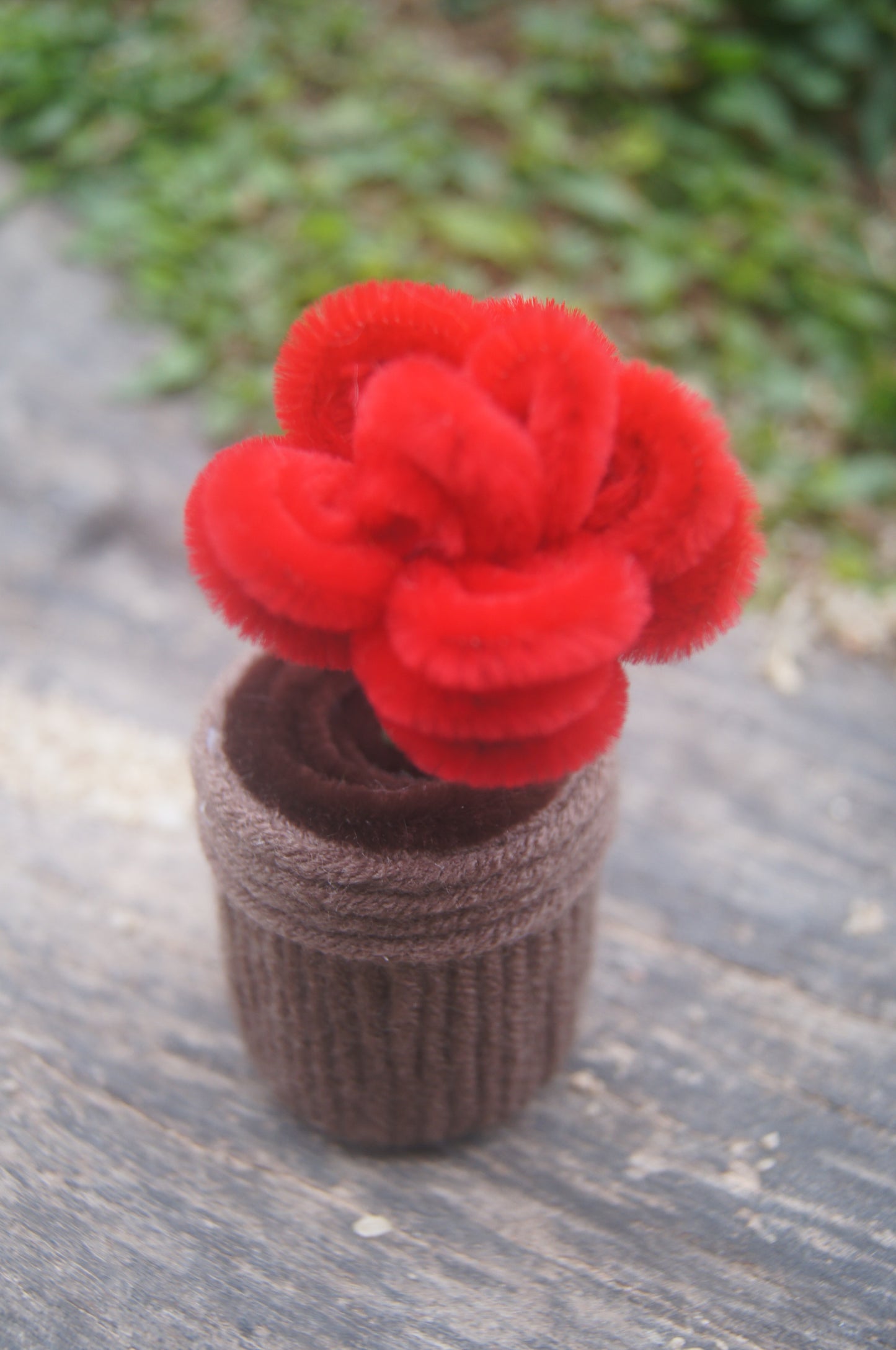 Mini Rose