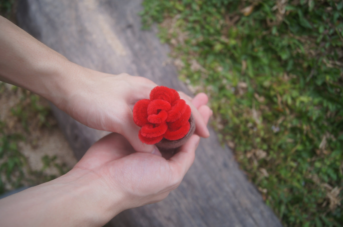 Mini Rose