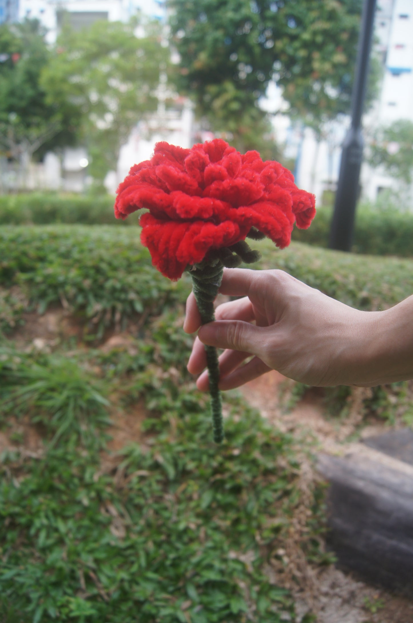 Carnation