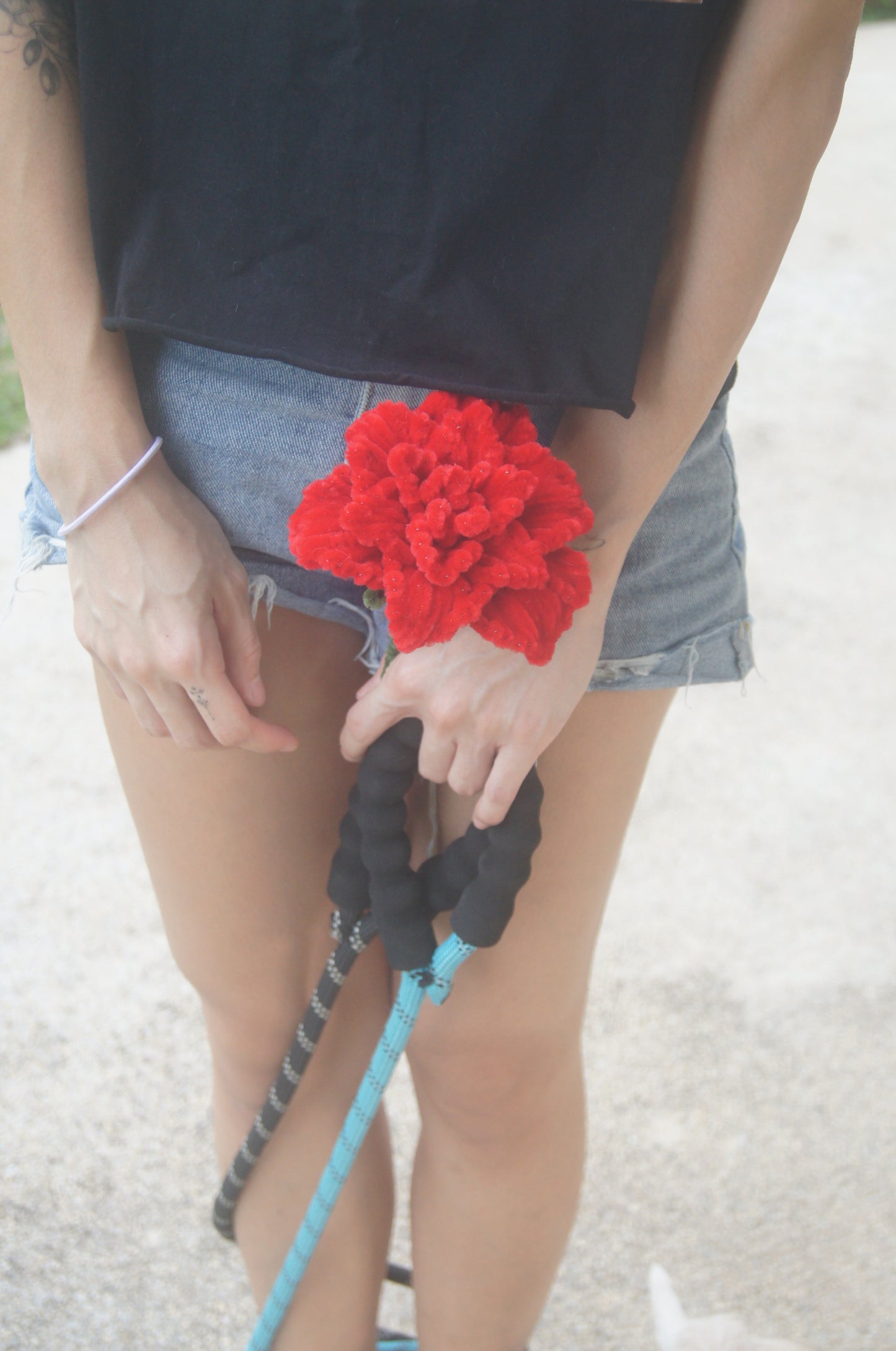 Carnation
