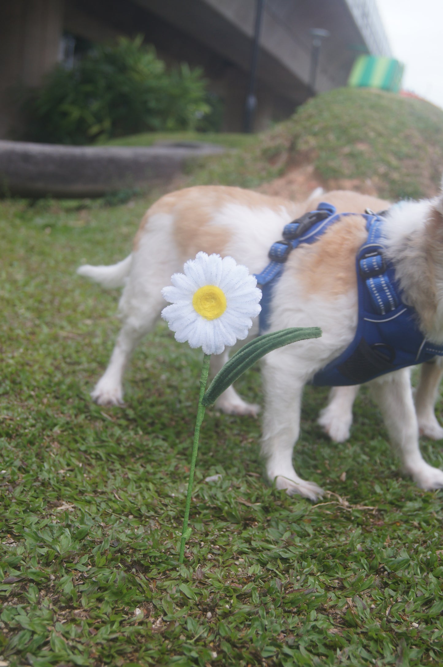 Daisies
