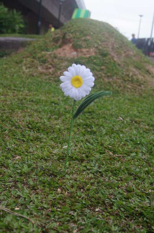 Daisies