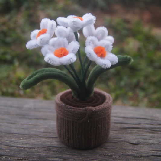 Pot of daisies