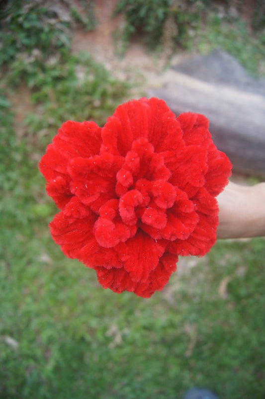 Carnation