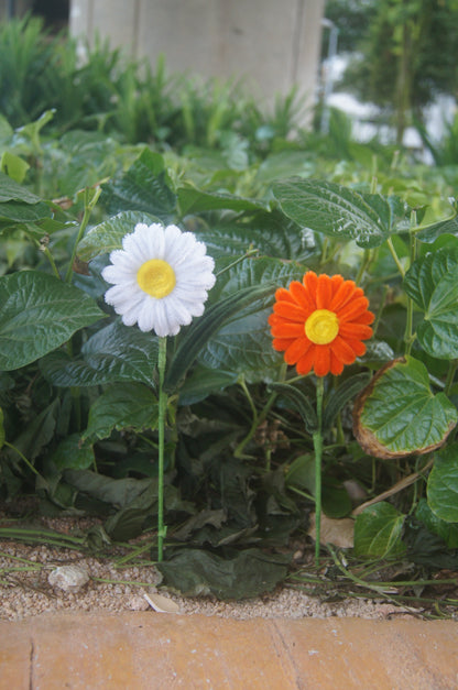Daisies