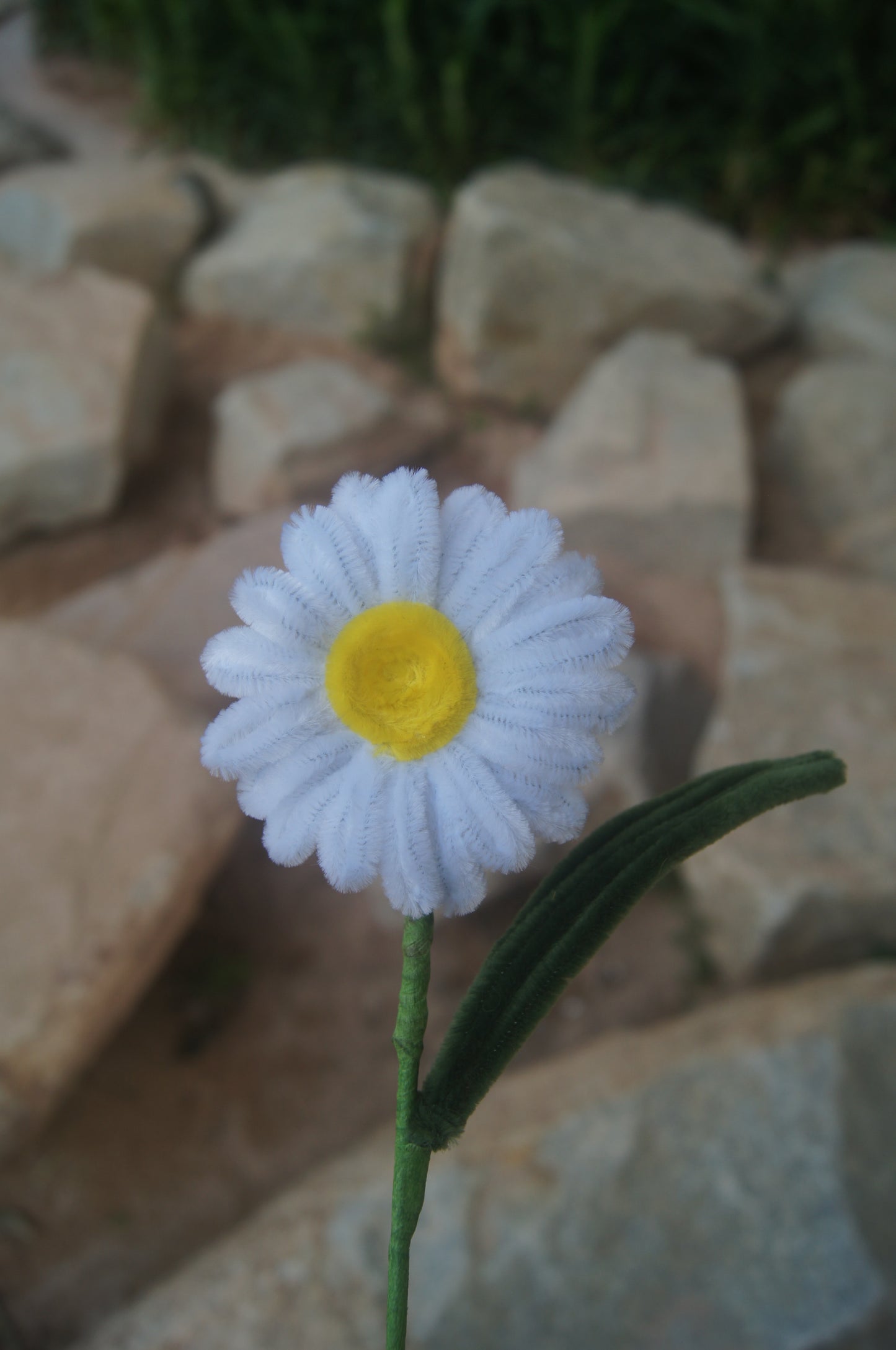 Daisies